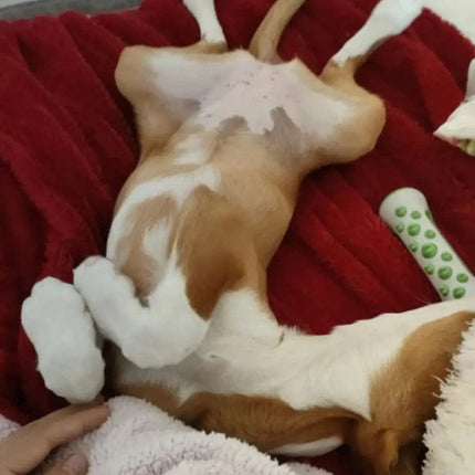 CalmPup™ Hondenspeeltje | Ontspanning en comfort voor uw hond