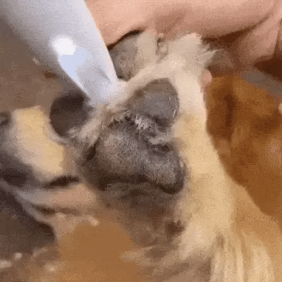 PawTrim™ Hondentrimmer | Veilig en stressvrij trimmen van gevoelige zones