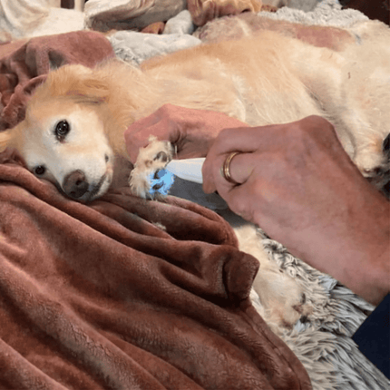 PawTrim™ Hondentrimmer | Veilig en stressvrij trimmen van gevoelige zones