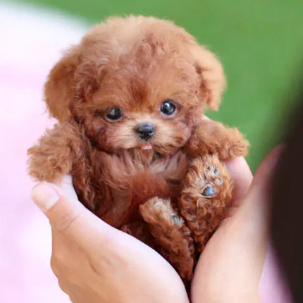 CuddlePup™ Interactieve Pluchen Hond | Levensechte speelkameraad voor kinderen en senioren