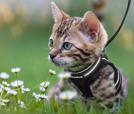 AdventureKit™ Katten Tuigje | Veilig en comfortabel samen op avontuur zonder ontsnappen