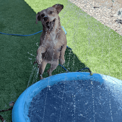 SplashPaws™ Hondensproeier | Verkoeling en speelplezier op warme dagen